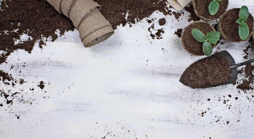 емкости для рассады огурцов