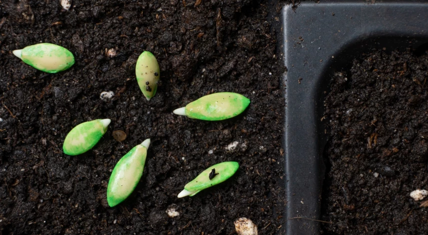 обработка семян огурцов перед посевом