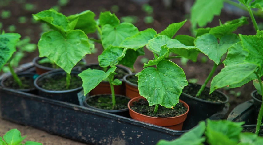 Высадка рассады огурцов