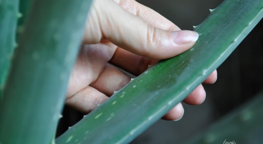 Замачивание семян моркови в соке алоэ