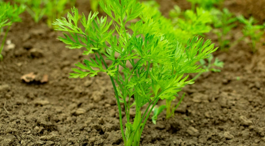 Зачем замачивать семена моркови