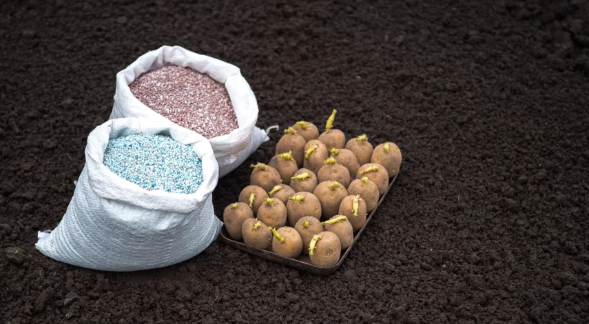 Какие клубни картофеля проращивать