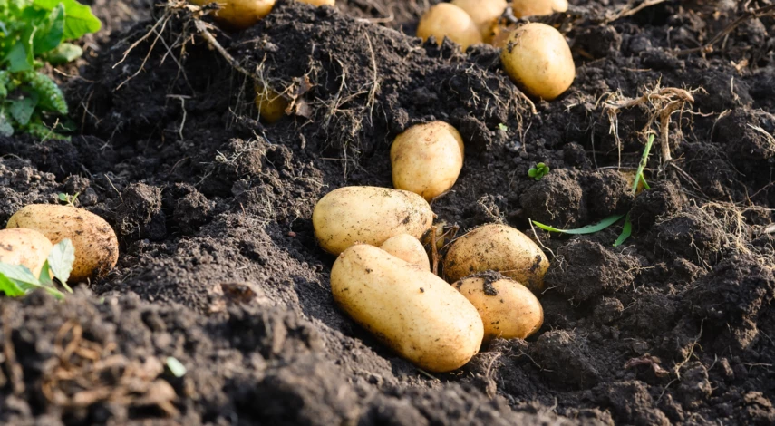 Здоровые клубни картофеля