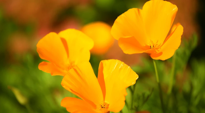 Цветы для посева в конце весны