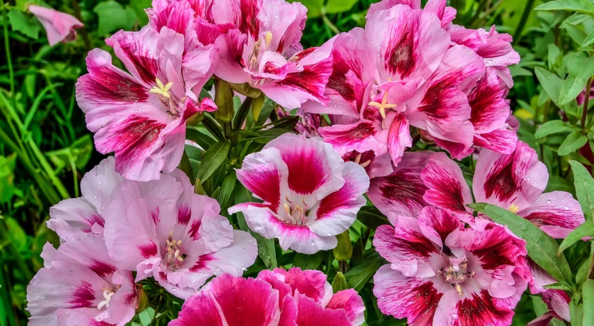 Цветы для посадки в мае