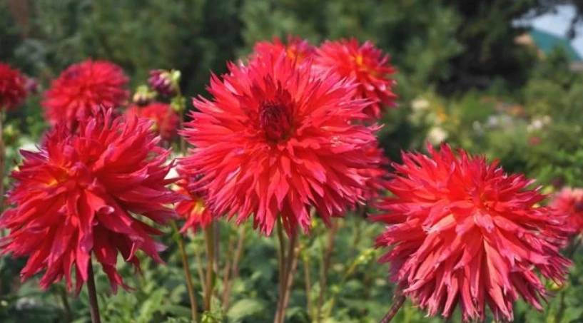 Цветы георгины