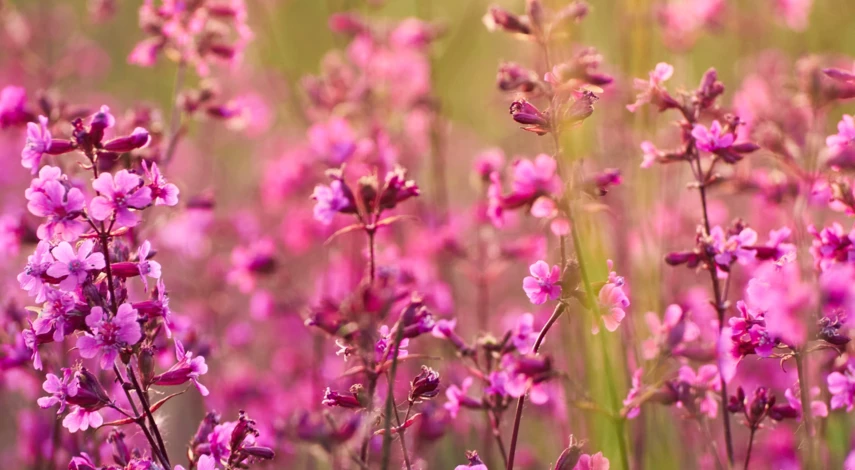 Посадка вискарии в мае