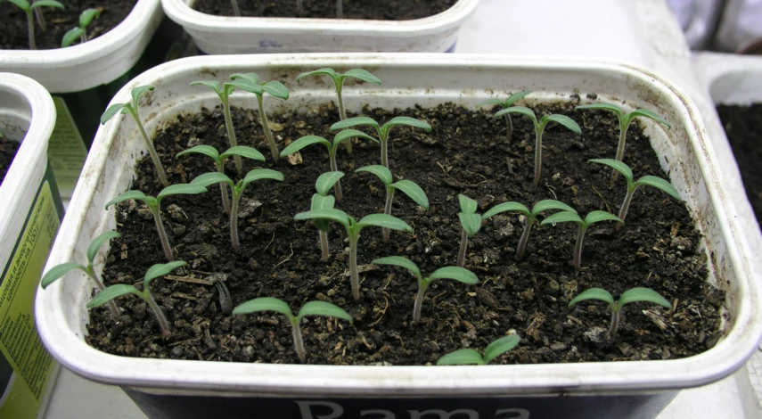Рассада томатов