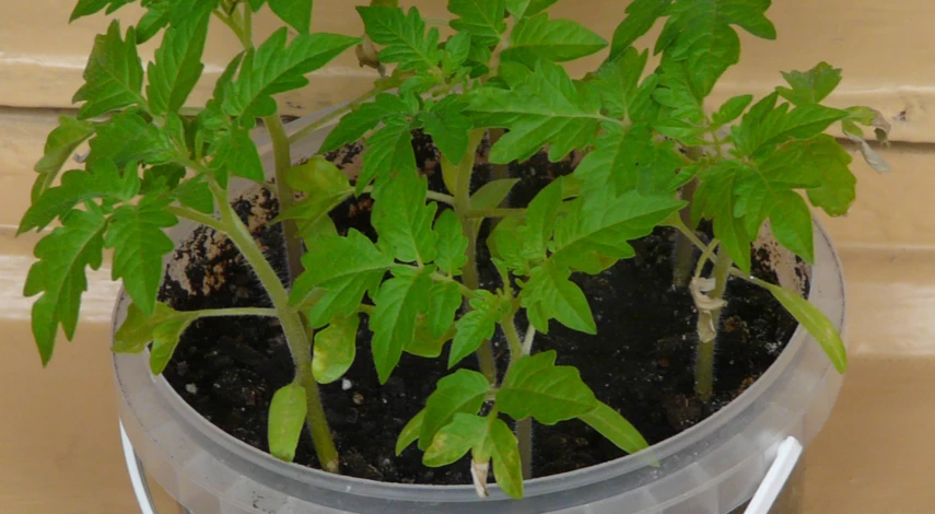 Рассада томатов вытянулась