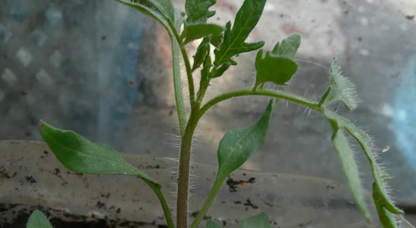 Уход за рассадой помидоров