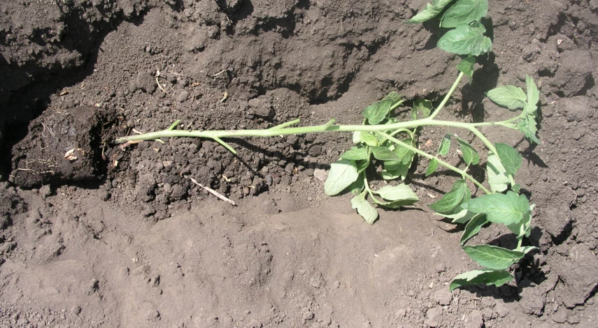 Посадка томатов