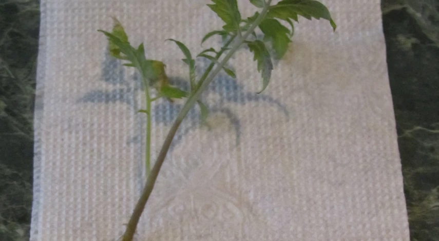 Рассада помидор