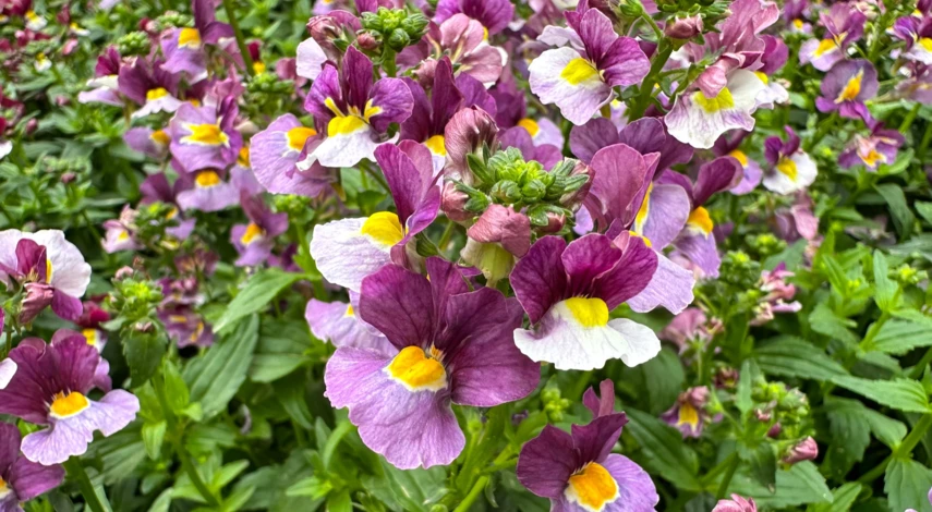 Посадка немезии в мае