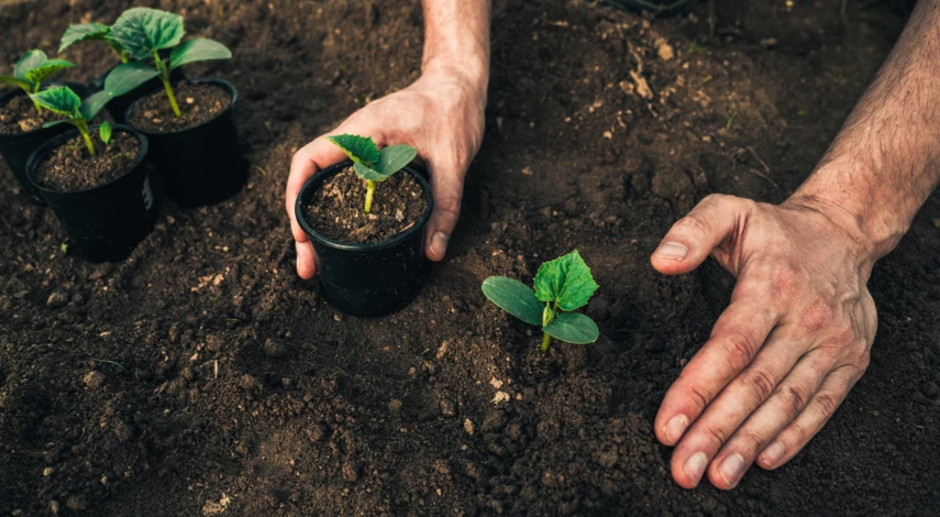 Сорта для посадки огурцов в теплицу