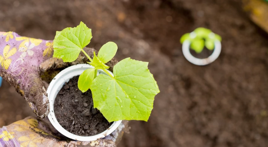 Сроки высадки рассады огурцов в теплицу