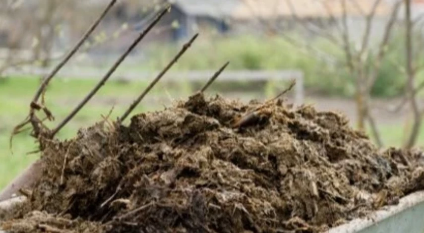 Чем обработать чеснок весной