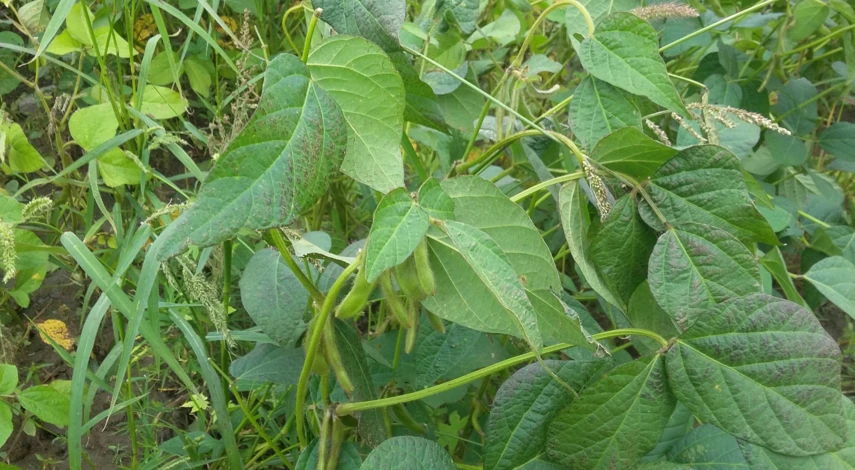 Хорошие предшественники огурцов