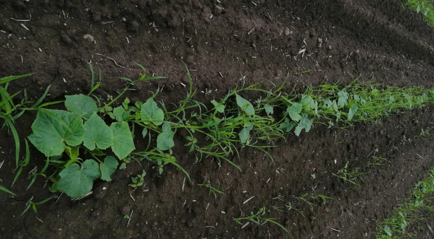 севооборот огурцов