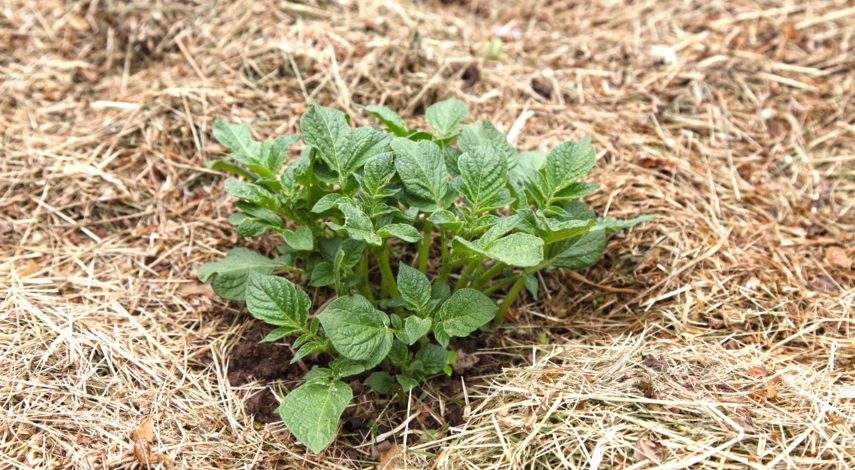 Картофель под соломой