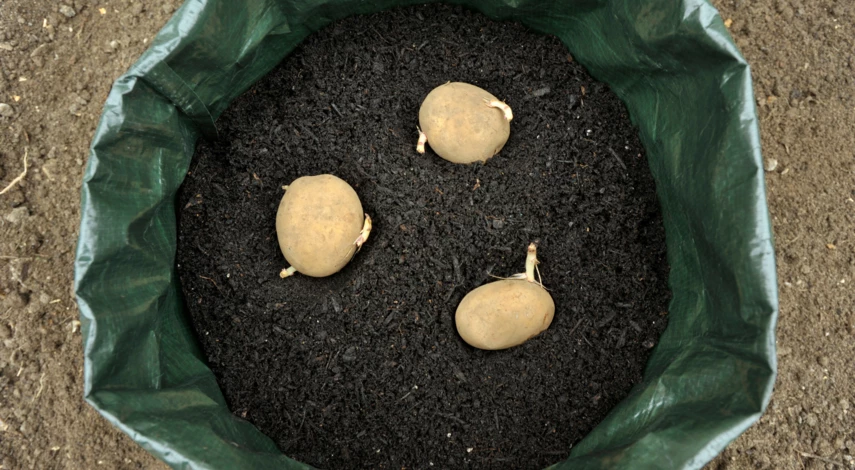 Картофель в мешке