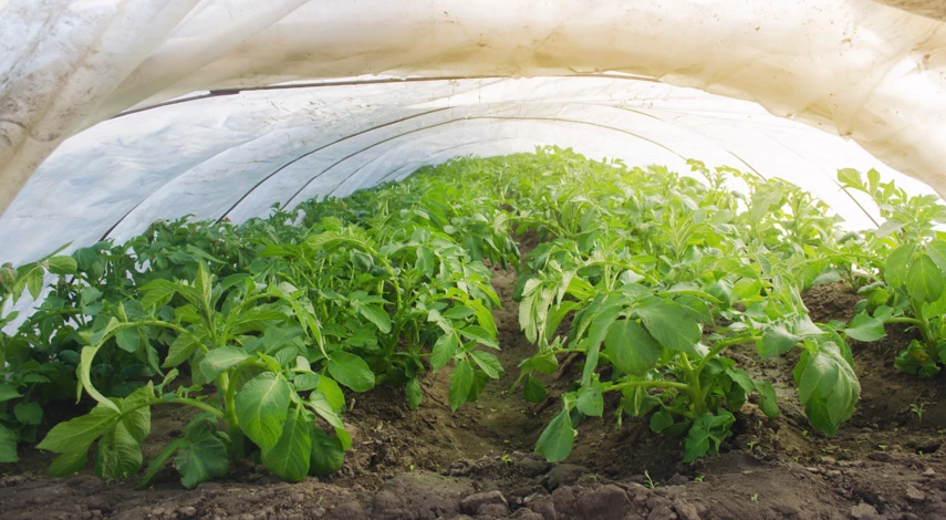 Картофель под пленкой