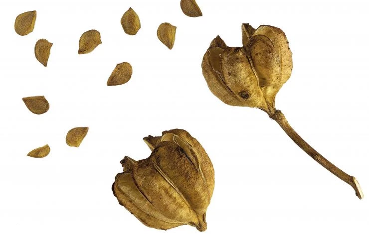 размножение лилий семенами