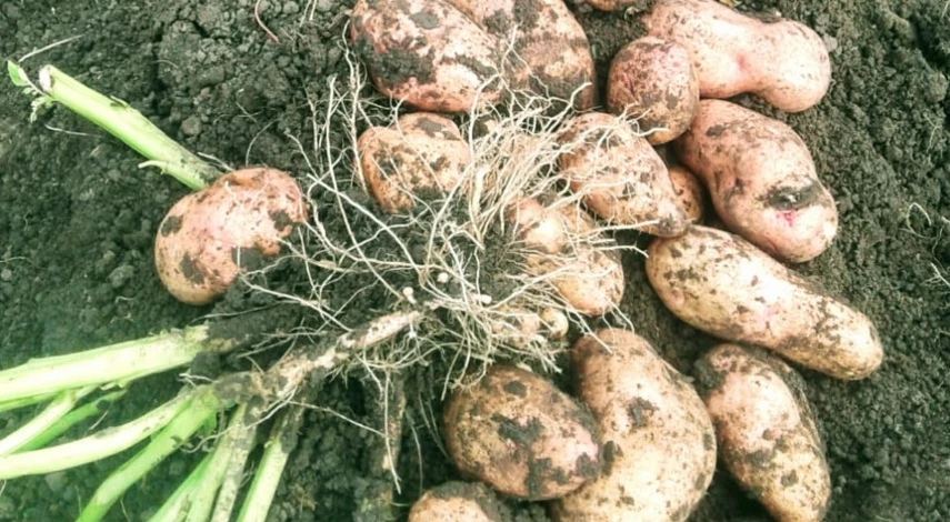 описание сорта картофеля белоснежка