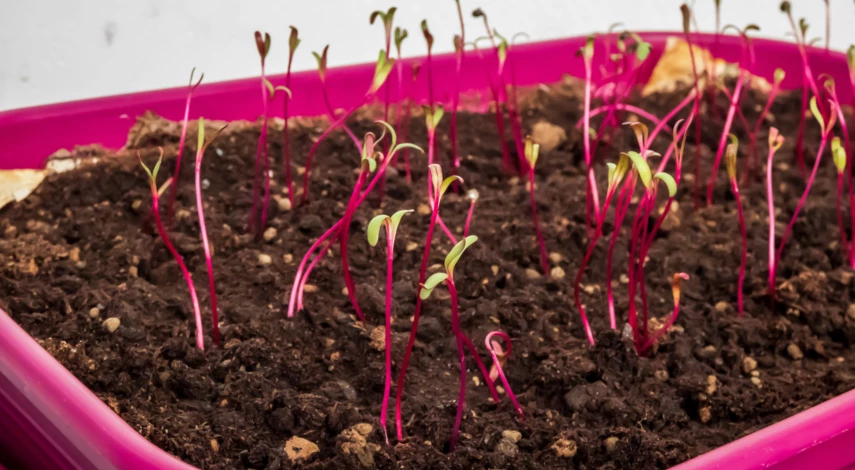 Высадка рассады свеклы в грунт