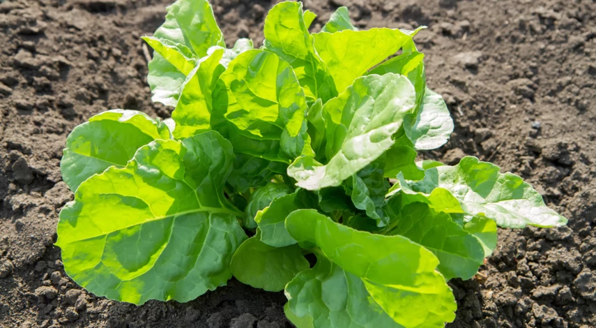 Посадка свеклы в грунт