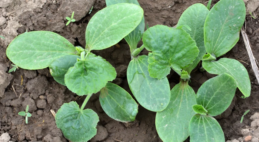 Высадка рассады кабачков