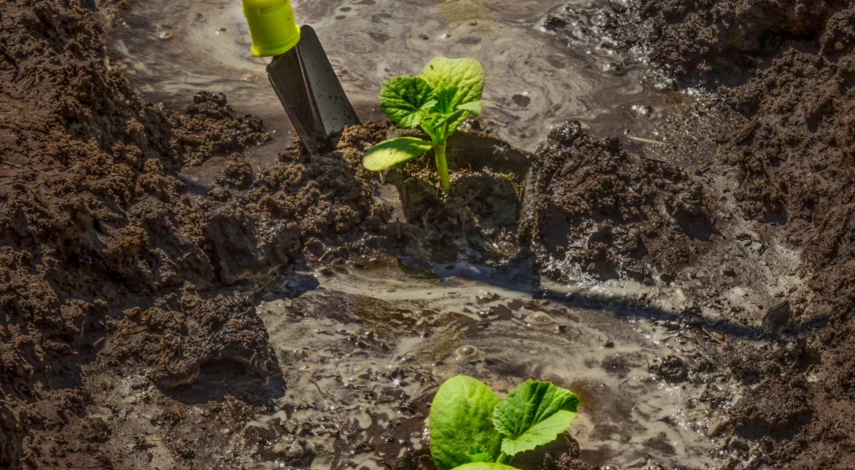 Расстояние между кабачками при посадке