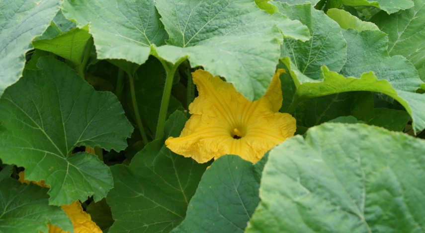 Выращивание и уход за кабачками