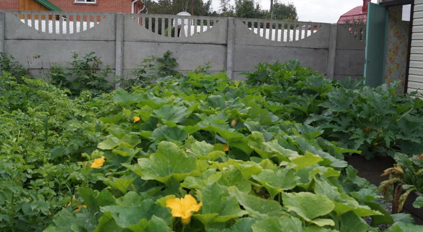 Обрезка кабачков в открытом грунте