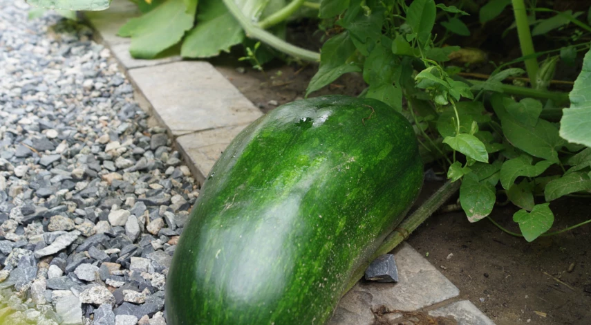 Подкормки кабачков в открытом грунте