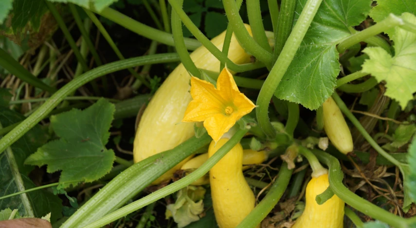 Сбор урожая кабачков