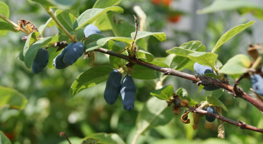 Ягоды жимолости