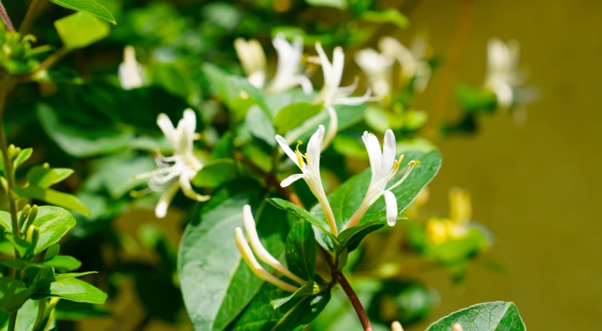 Цветение жимолости весной