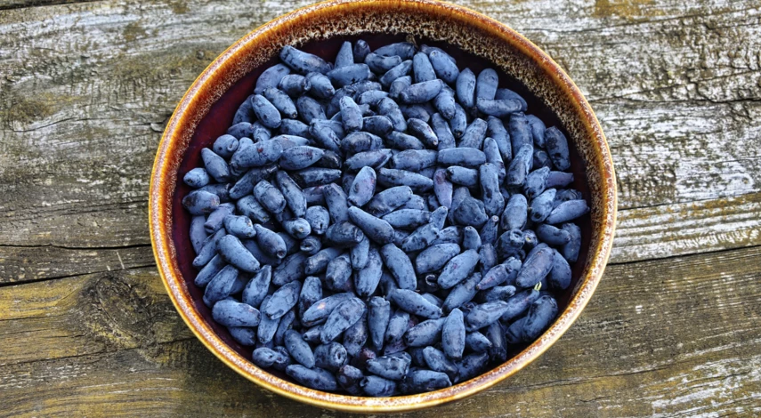 Урожай жимолости