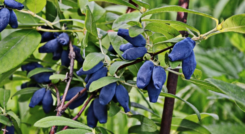 Посадка жимолости в открытый грунт