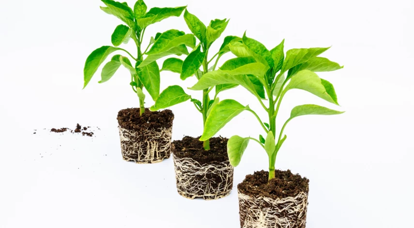 Здоровая рассада перца