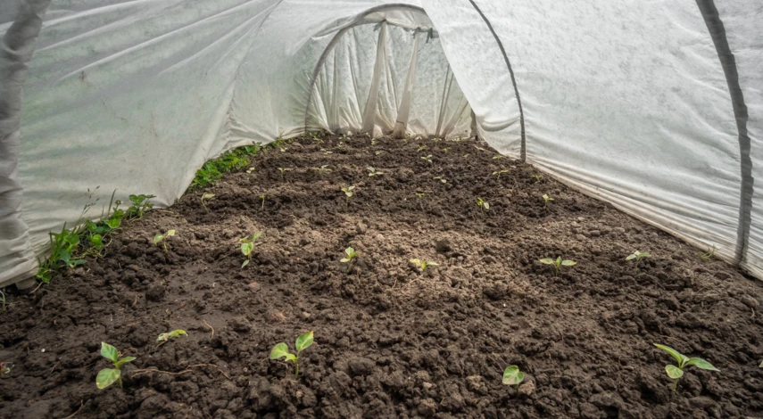 Высадка перца в теплицу