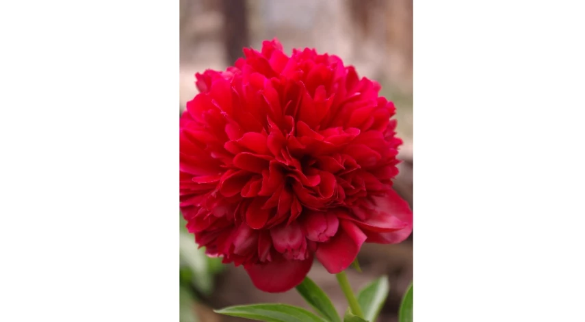 сорт пиона Ред Грейс