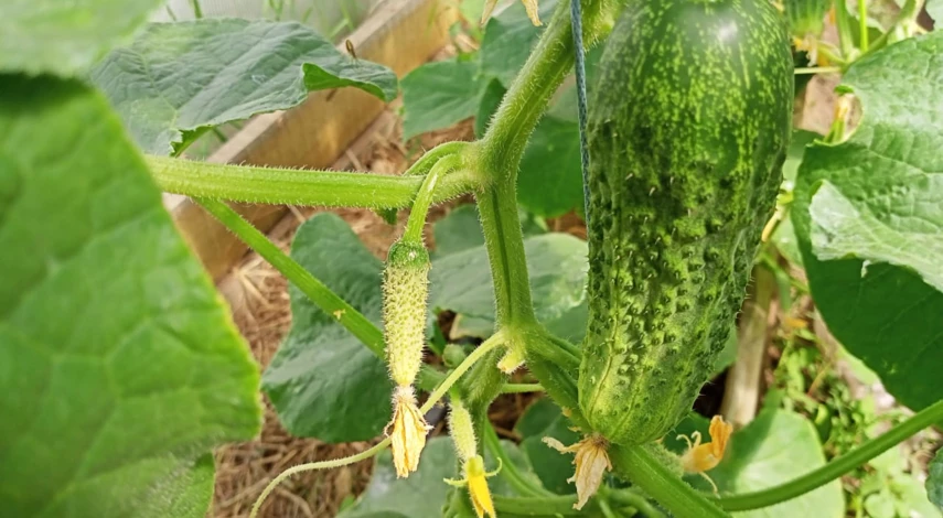 Огурцы в теплице из поликарбоната