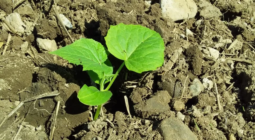 Грунт для посадки огурцов в теплице