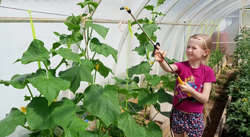 Полив огурцов в теплице
