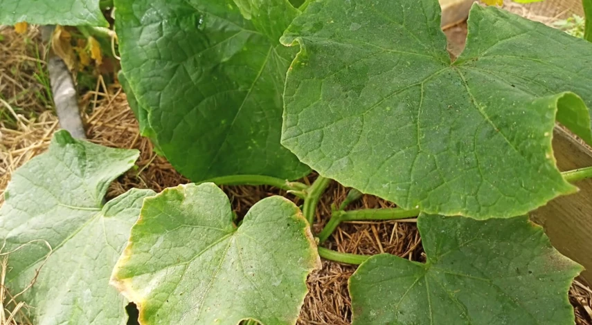 Выращивание огурцов в теплице из поликарбоната