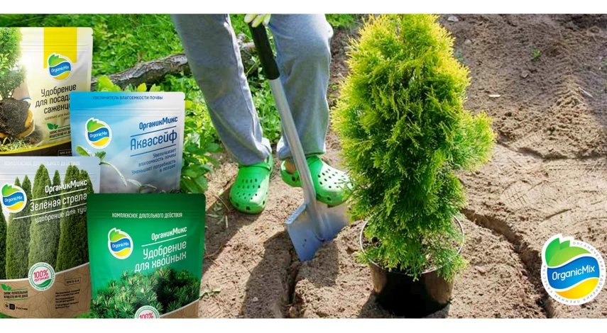 Удобрения для хвойных растений