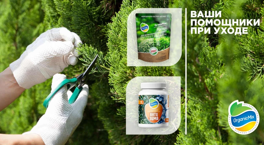 Подкормки для хвойных деревьев