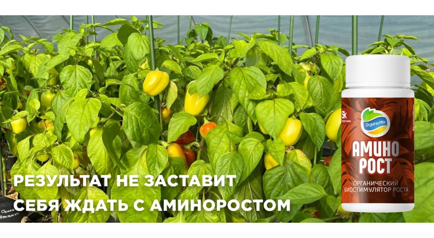 Подкормка рассады в грунте