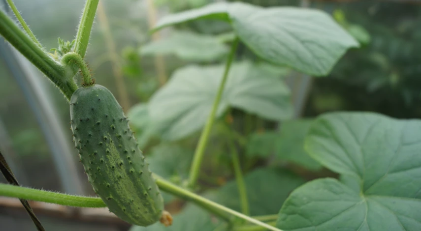 Сорта огурцов для теплиц